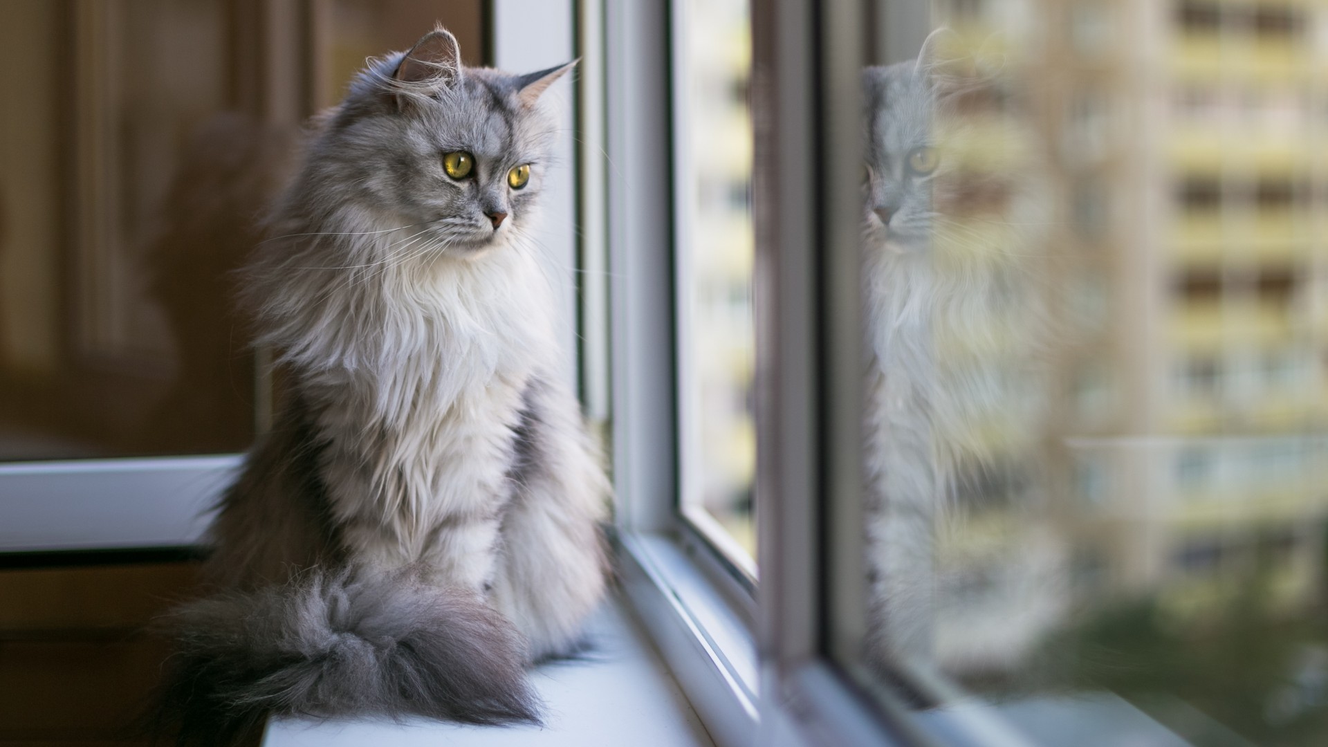 Macska ablakban