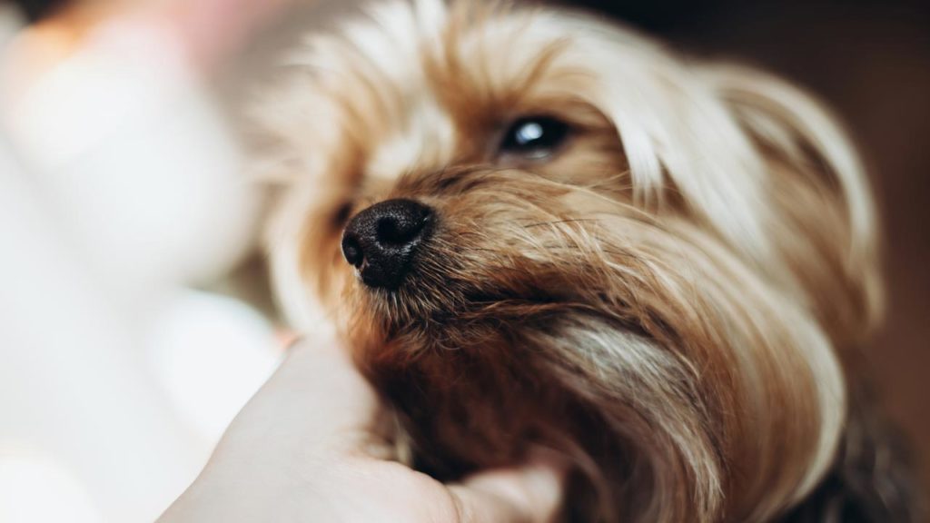 Hatalmas bunyó volt egy pesti állatorvosi rendelőben, még a Yorkshire terrier sem úszta meg sérülés nélkül