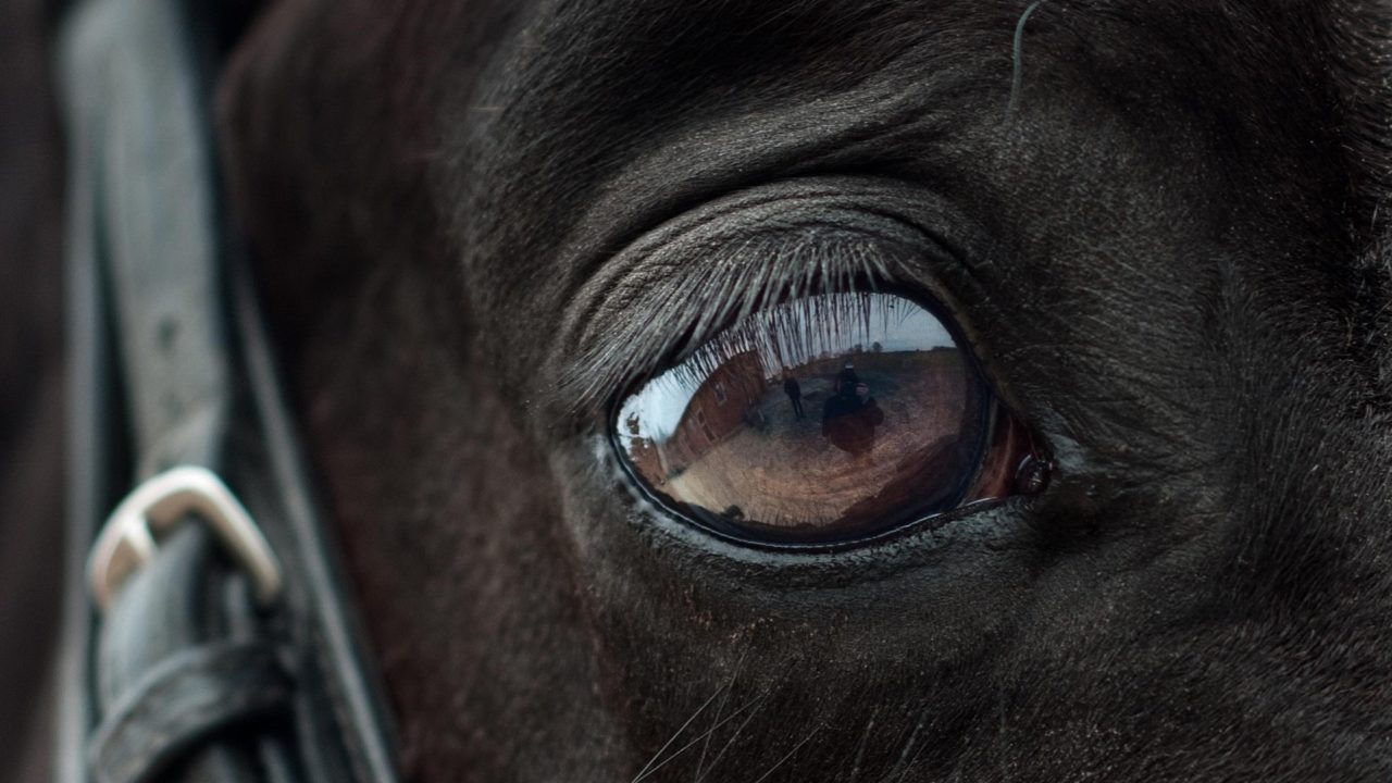 Ló szeme.