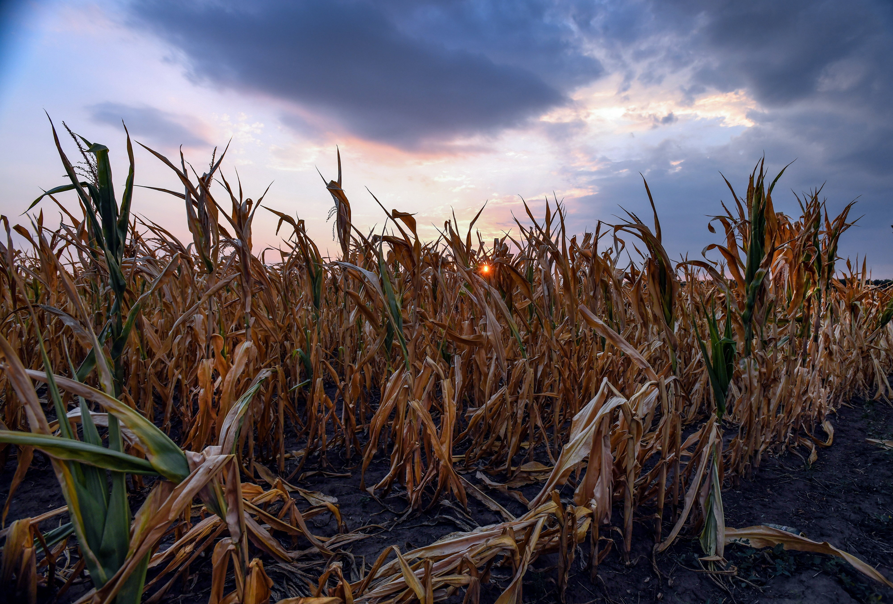 Kiszáradt kukoricaföld az Alföldön. A szántóföldi növénykultúrák folyamatosan vesztik el klrorofill állományukat és haszontalanul száradnak el. A vetések legnagyobb kárvallottja a kukorica (Fotó: MTVA/Bizományosi: Oláh Tibor)