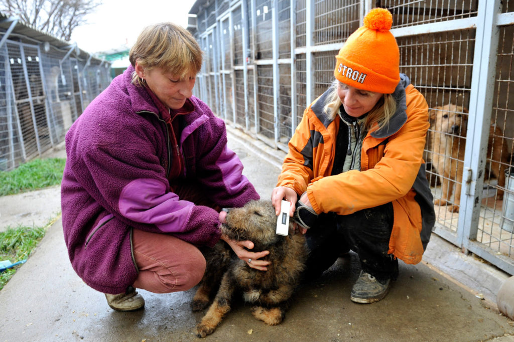Egy kutya chipjét olvassák le önkéntesek a Szentendrei Árvácska Állatvédő Egyesület menhelyén (MTI Fotó: Kovács Attila)
