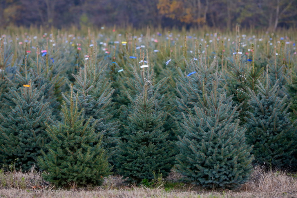 Karácsonyfának szánt fenyőfák egy somogy megyei ültetvényen