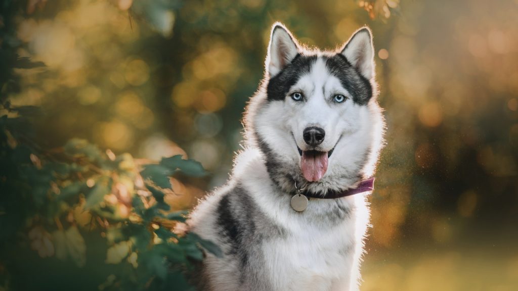 Elszökött, majd jelentkezett a rendőrségen egy hajdúböszörményi husky