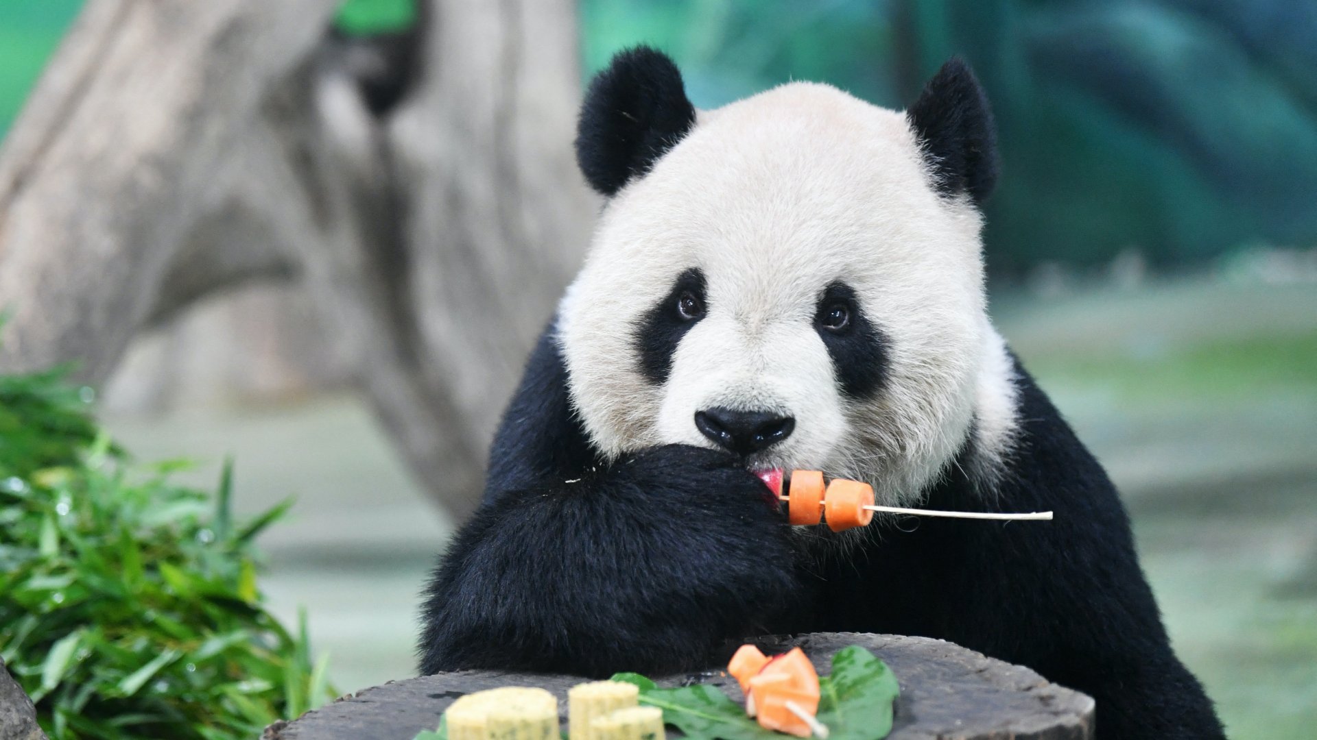 Az óriáspanda Tuan Tuan nyársra tűzött gyümölcsöket és zöldségeket eszik Tajpejben, a tajvani állatkertben 2019. szeptember 13-án