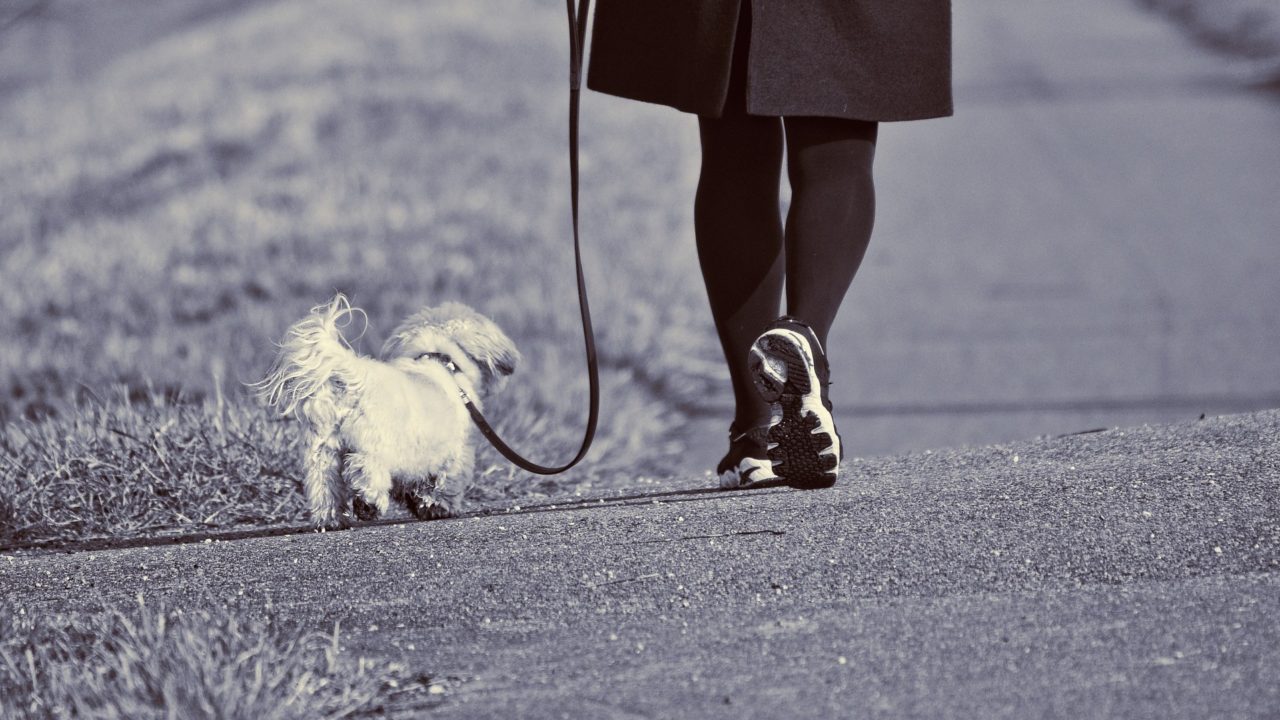 Kutyát sétáltató nő.