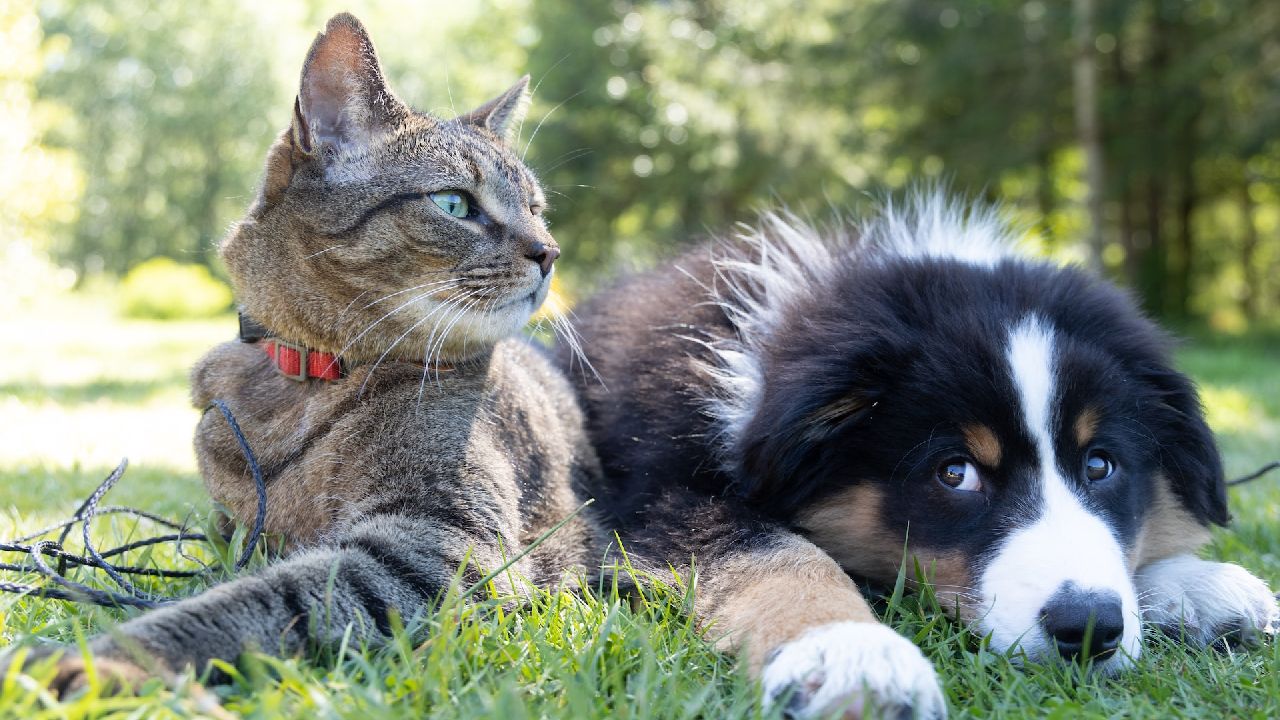 Kutya-macska barátság