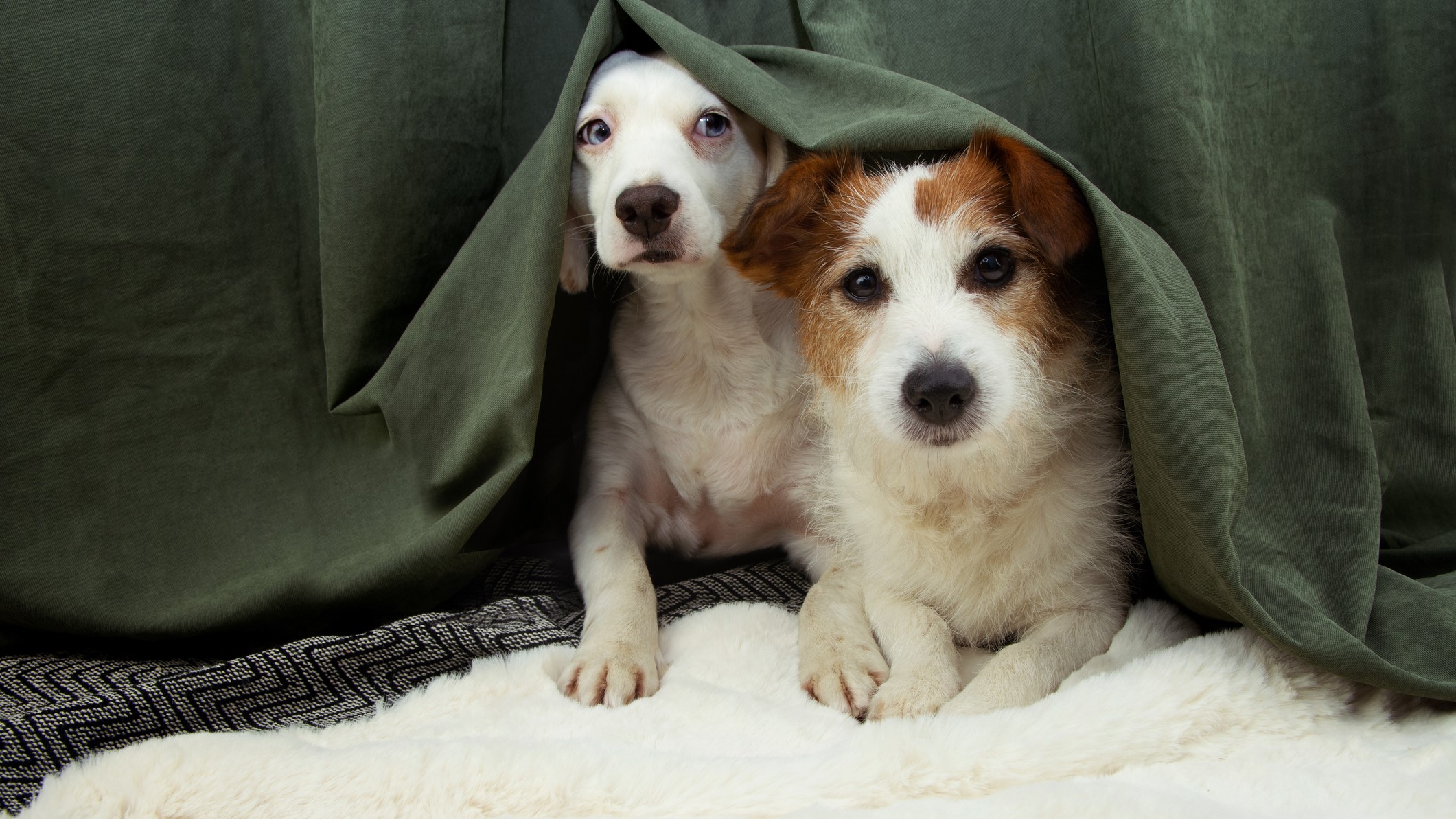 Két kutya bújik az ágytakaró alatt