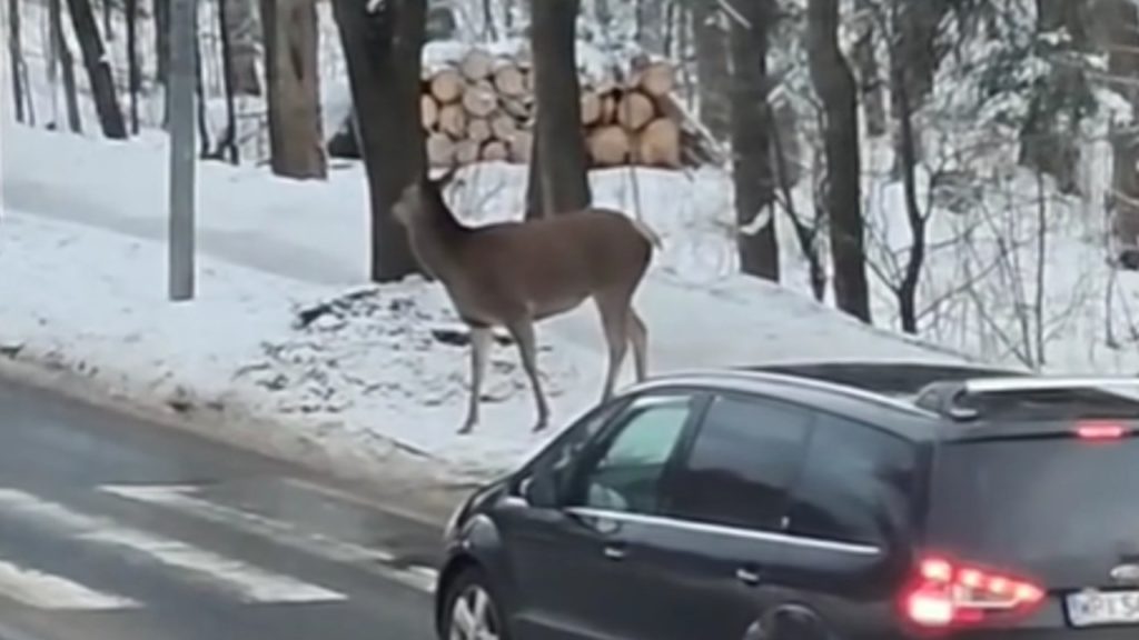 Egy szarvas példamutató módon kelt át a zebrán – videó