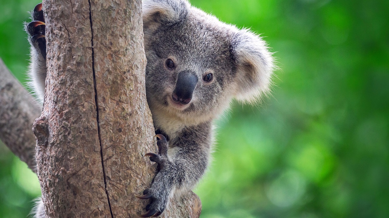 Koala eukaliptuszfán