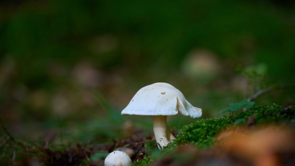 Megoldás a rezsiválságra: erdőből gyűjtik össze az alapanyagokat