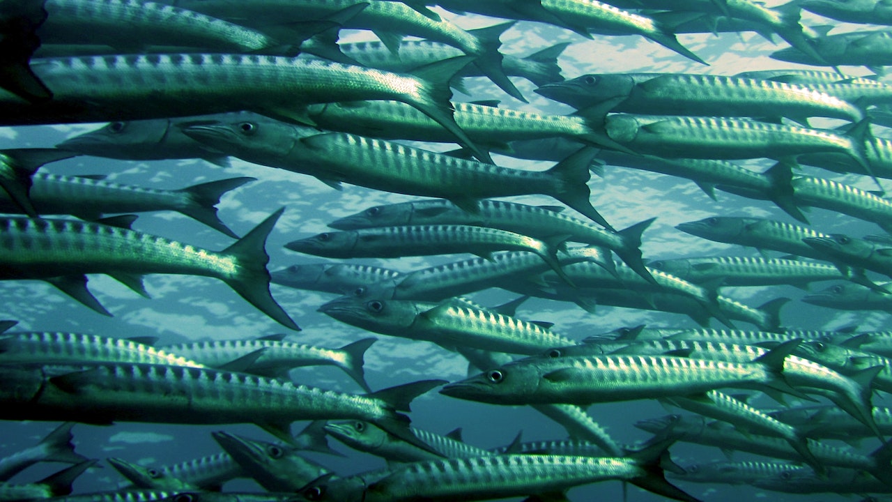 Sok hal, sok éhes száj (Fotó: Pexels.com)