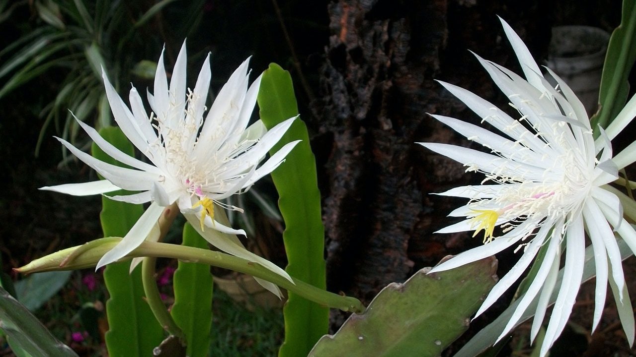 Virágzó Epiphyllum Oxypetalum kaktusz
