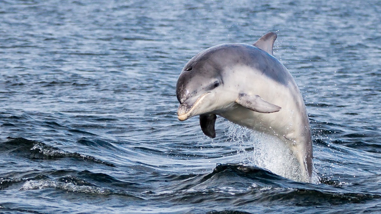 Delfinek pusztulása a Fekete-tengeren