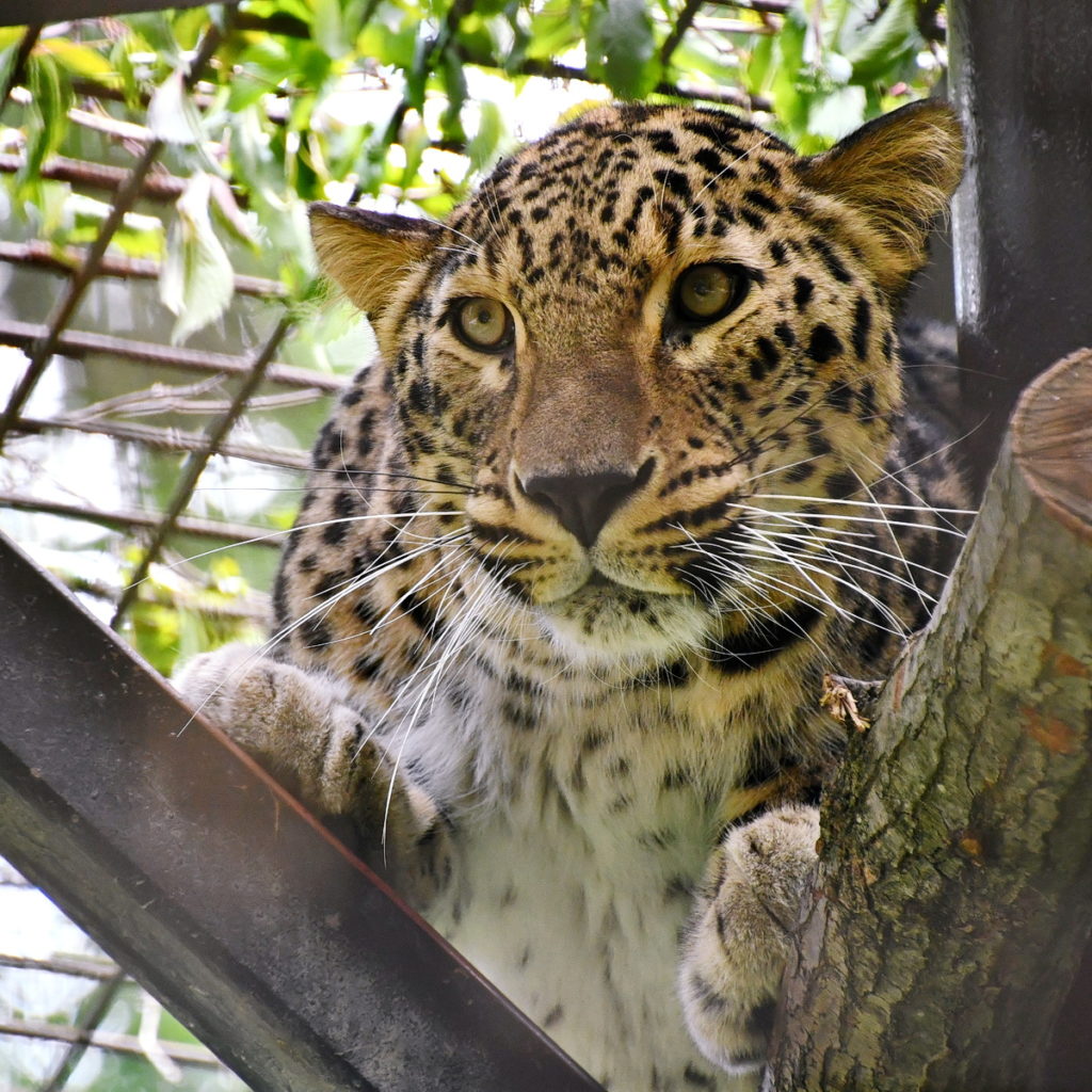 Azhar a perzsa leopárd (Fotó: Miskolci Állatkert)
