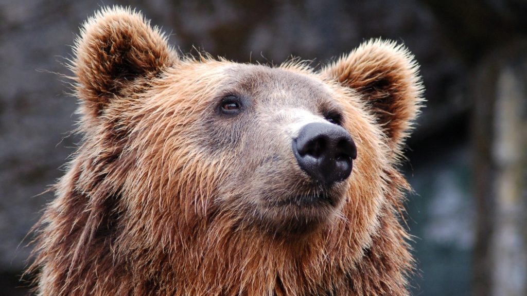 Elpusztult Juan Carrito, Abruzzo kedvenc sütirabló barna medvéje