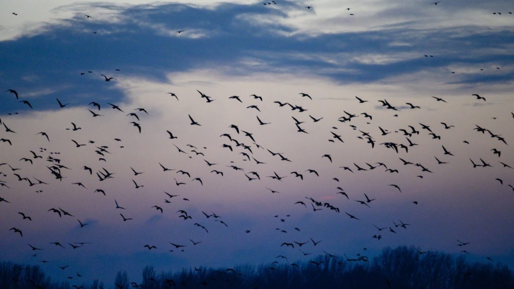 13 ezer vadlúd menekült el a tatai Öreg-tóról a szilveszteri tűzijátékozók miatt