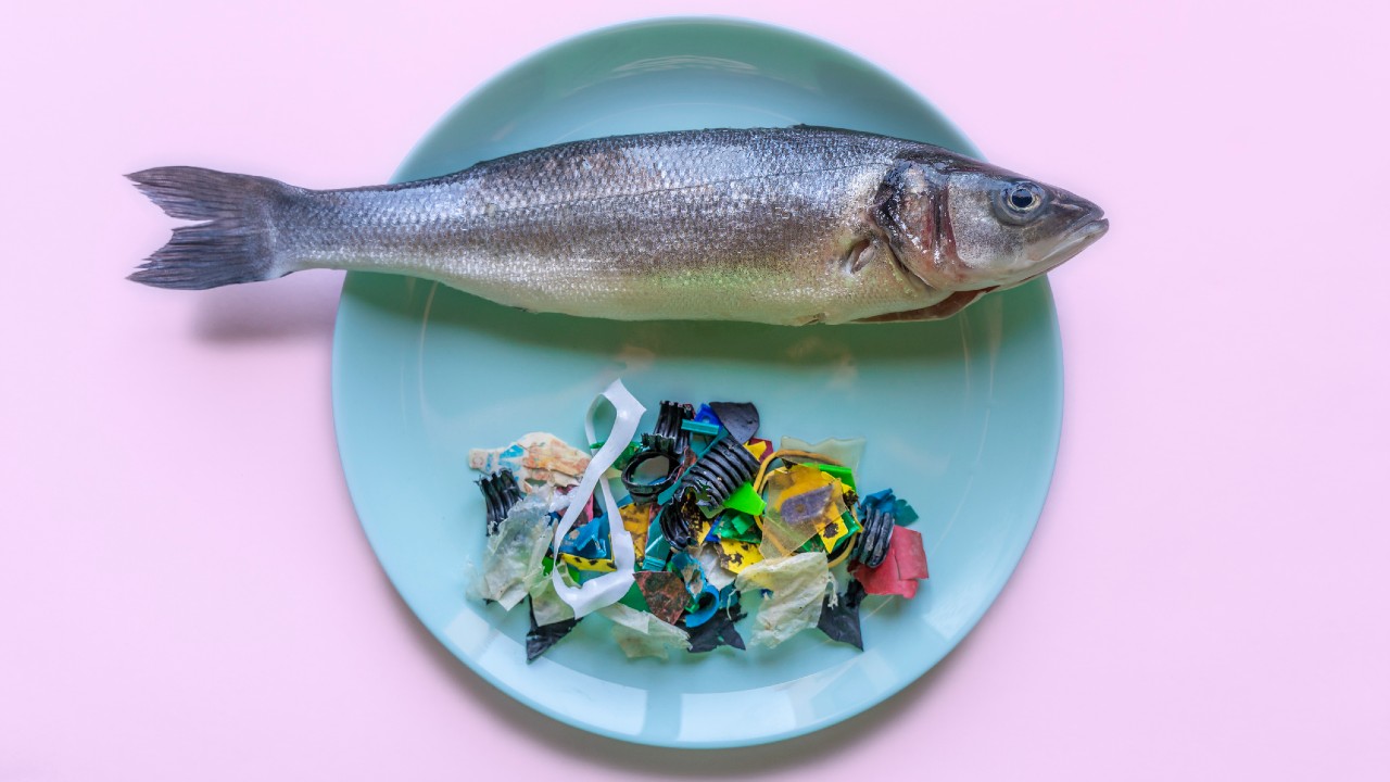 Hal és műanyag egy tányéron