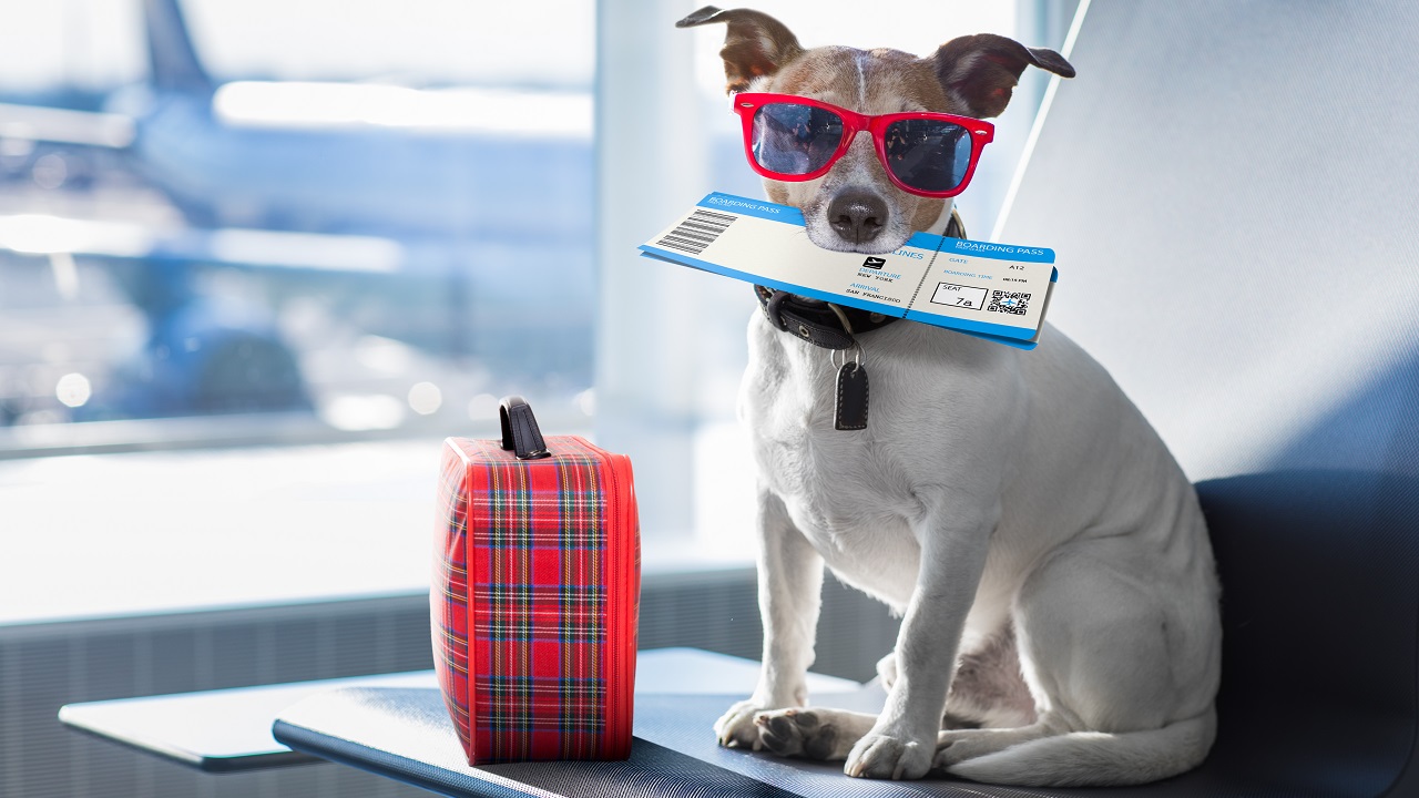 Utazásra váró kutya a reptéren