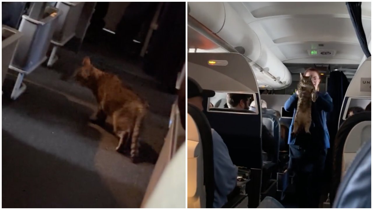 A hordozójából kiszabadult macska a repülőn