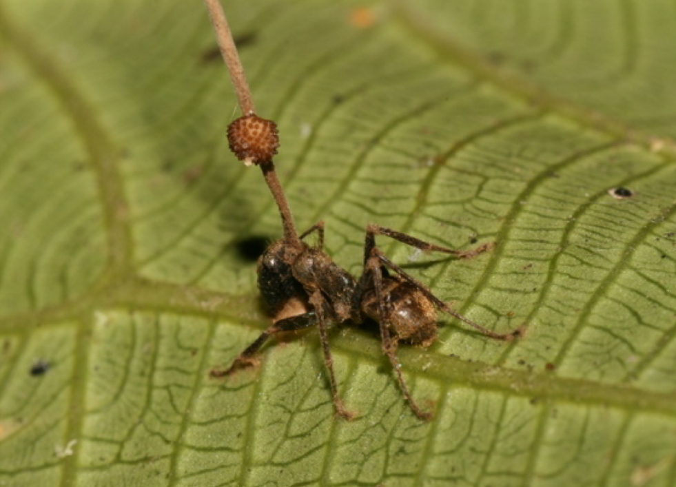 Az Ophiocordyceps unilateralis által megszállt zombihangya (fotó: Wikipedia)