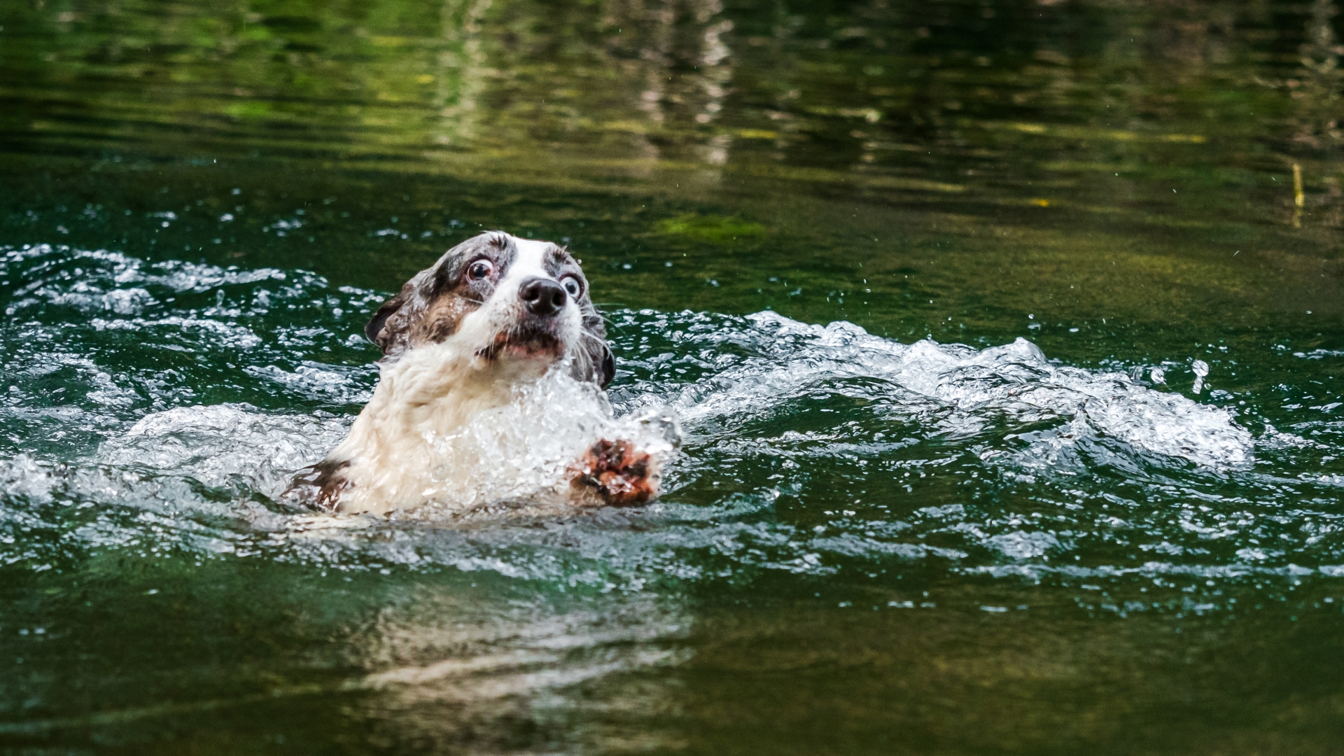 Bajba jutott kutya a vízben