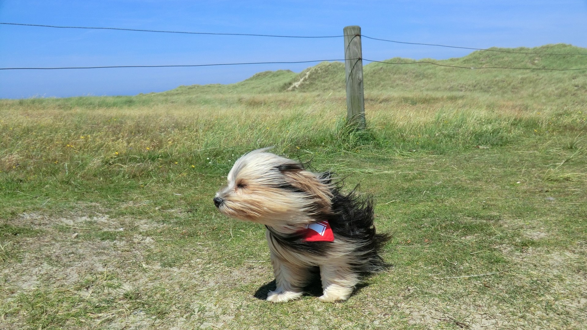 Kutya áll a szélben