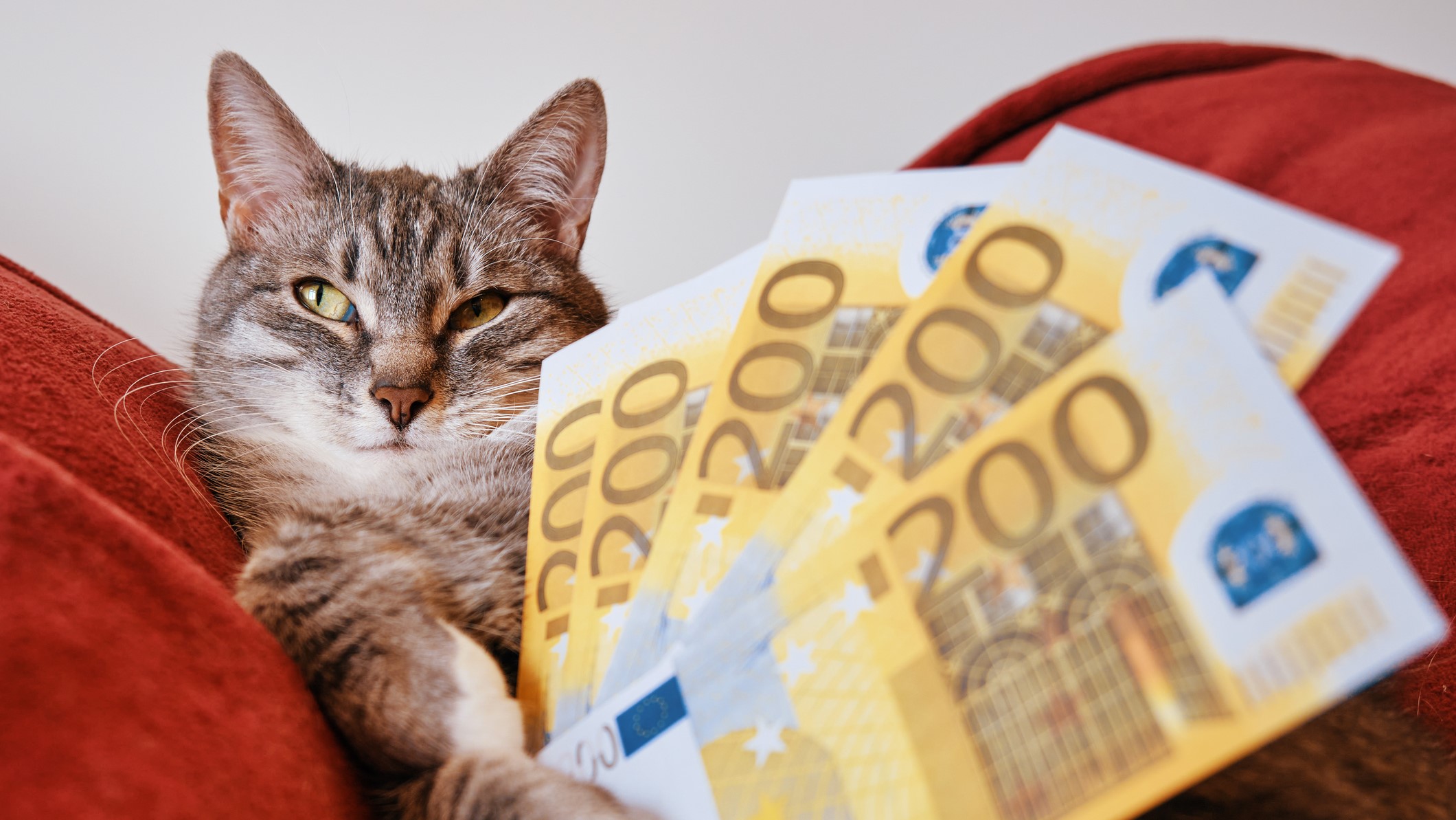 Macska 200 eurós bankjegyekkel
