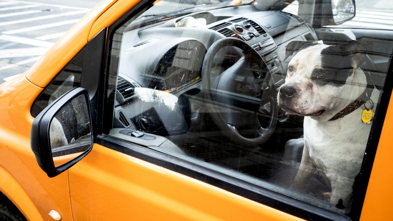 kutya taxiban