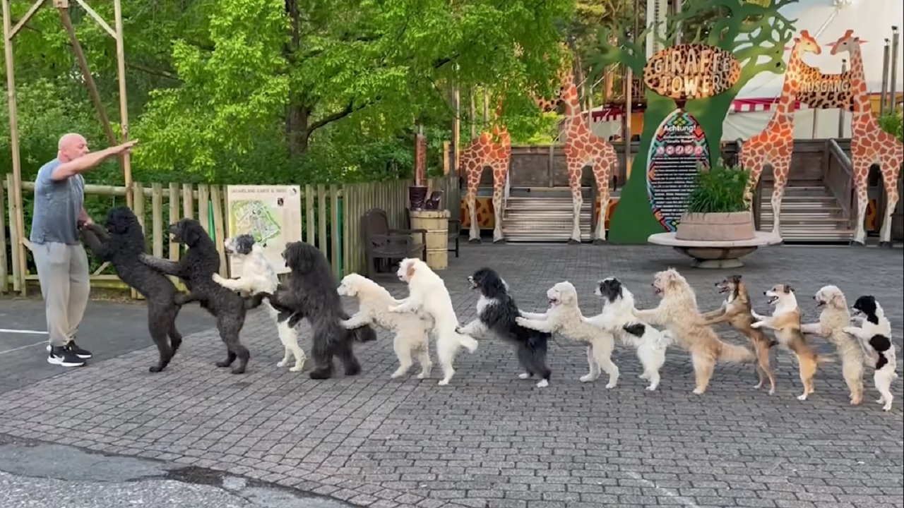Guinness-rekorder kutyák