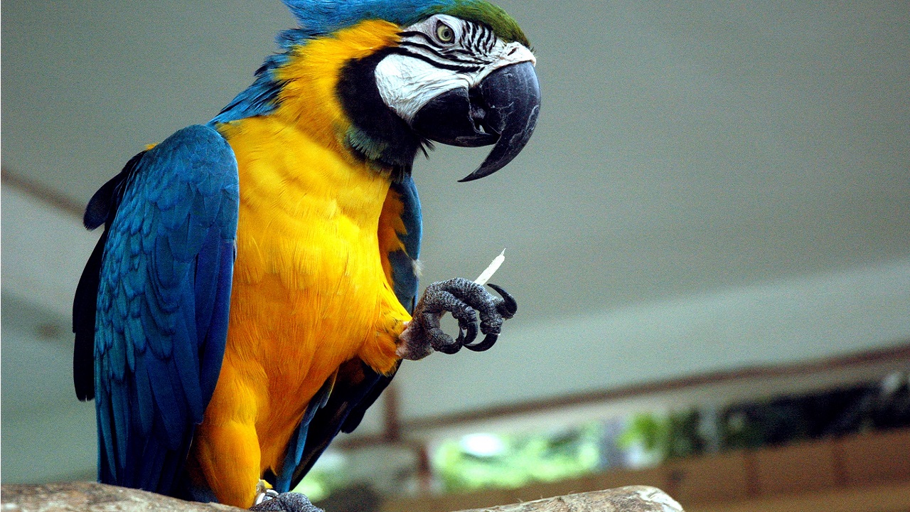 színes papagáj