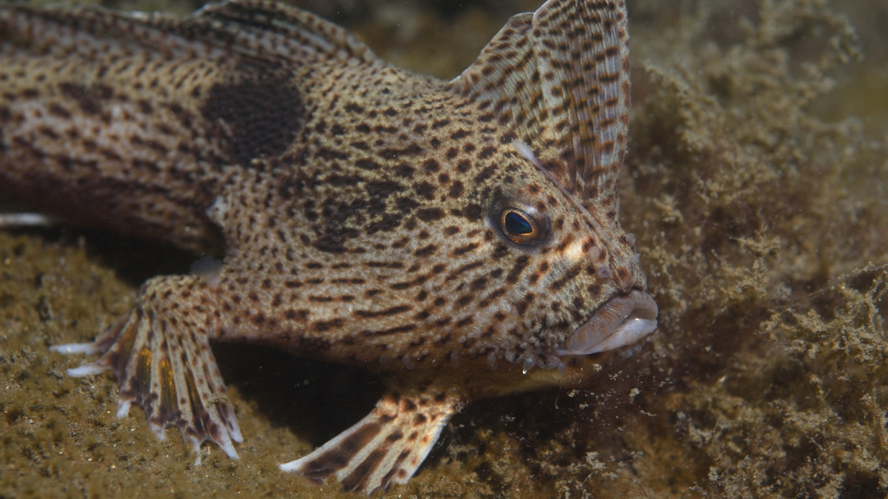 spotted handfish sétáló hal