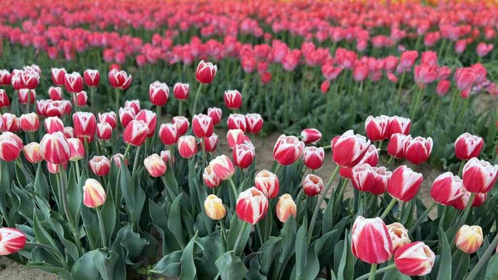 Tulipánt a TulipGardenből!