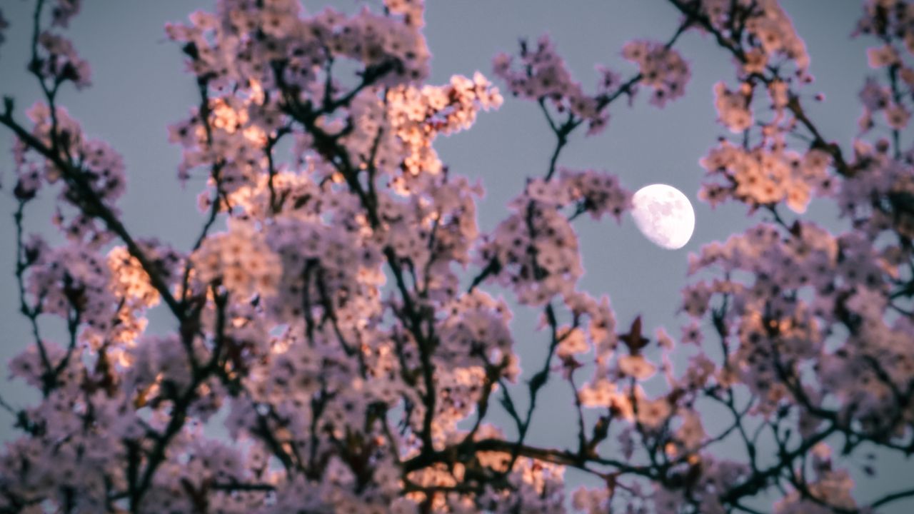 Hold tavaszi virágzó ágakkal