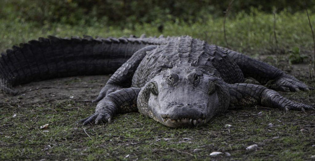 Aligátor “kopogtatott” be egy floridai férfi házába, ajtónyitás után egyből harapott