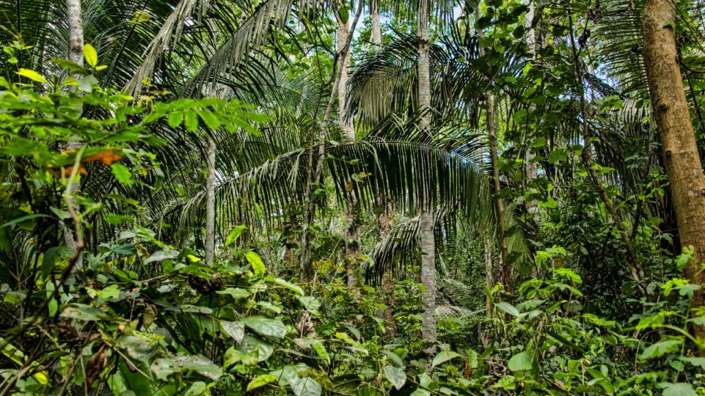 Egy hónapot élt túl az Amazonas dzsungelében egy eltévedt bolíviai férfi