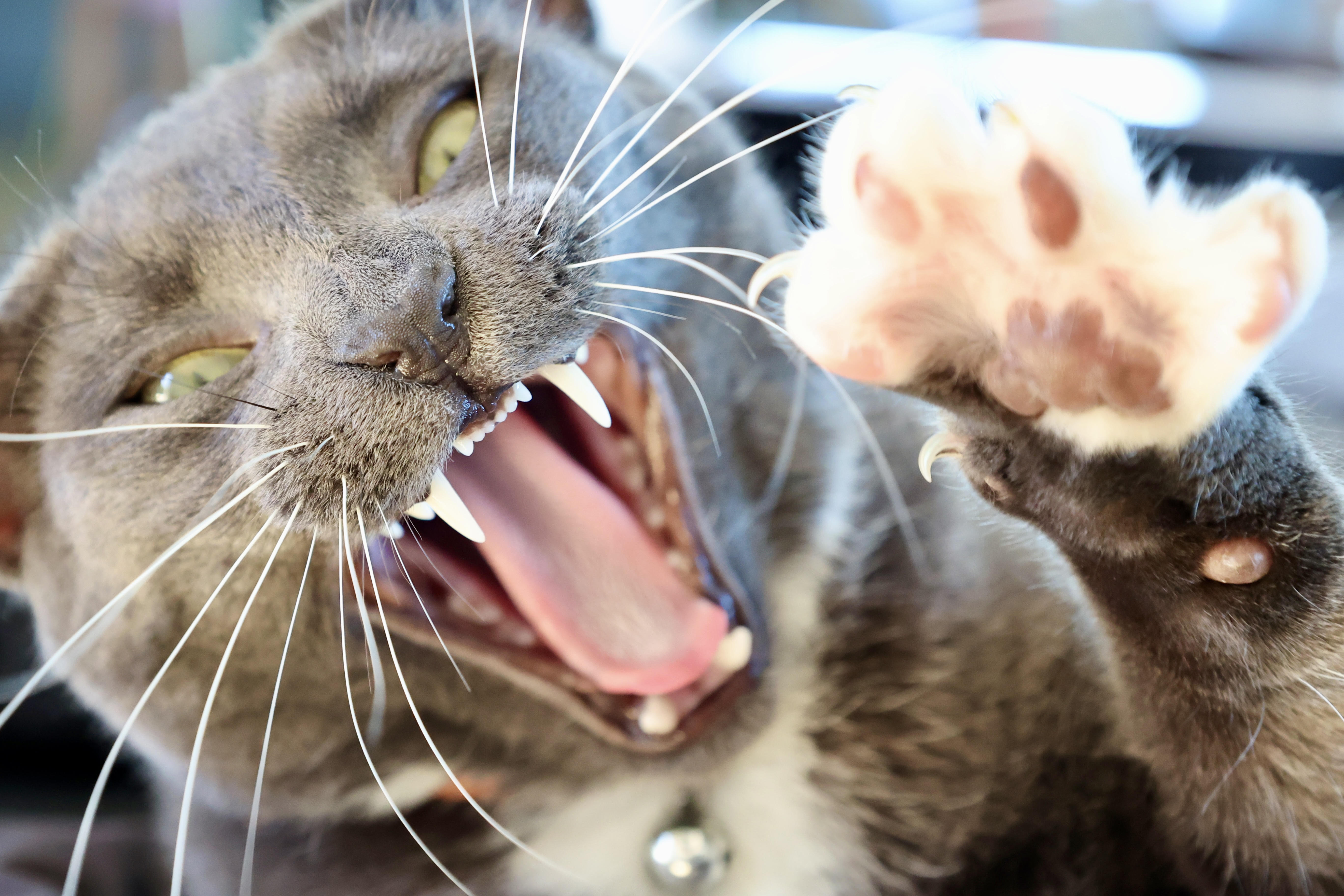 Macska, ijesztő arckifejezéssel (fotó: Wikipedia)