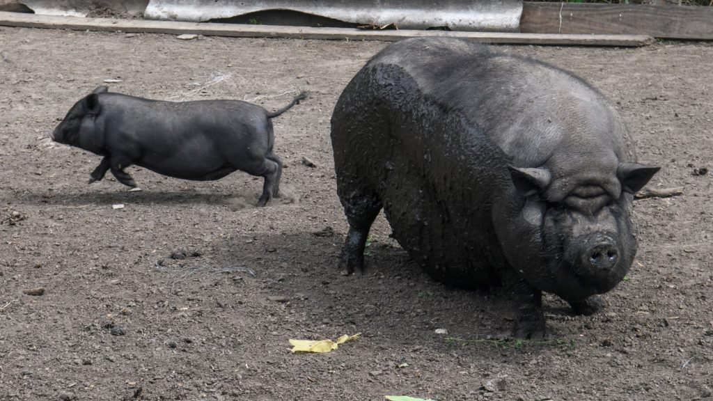 Hajtóvadászat zajlik Illinois-ban két disznó és egy kecske után