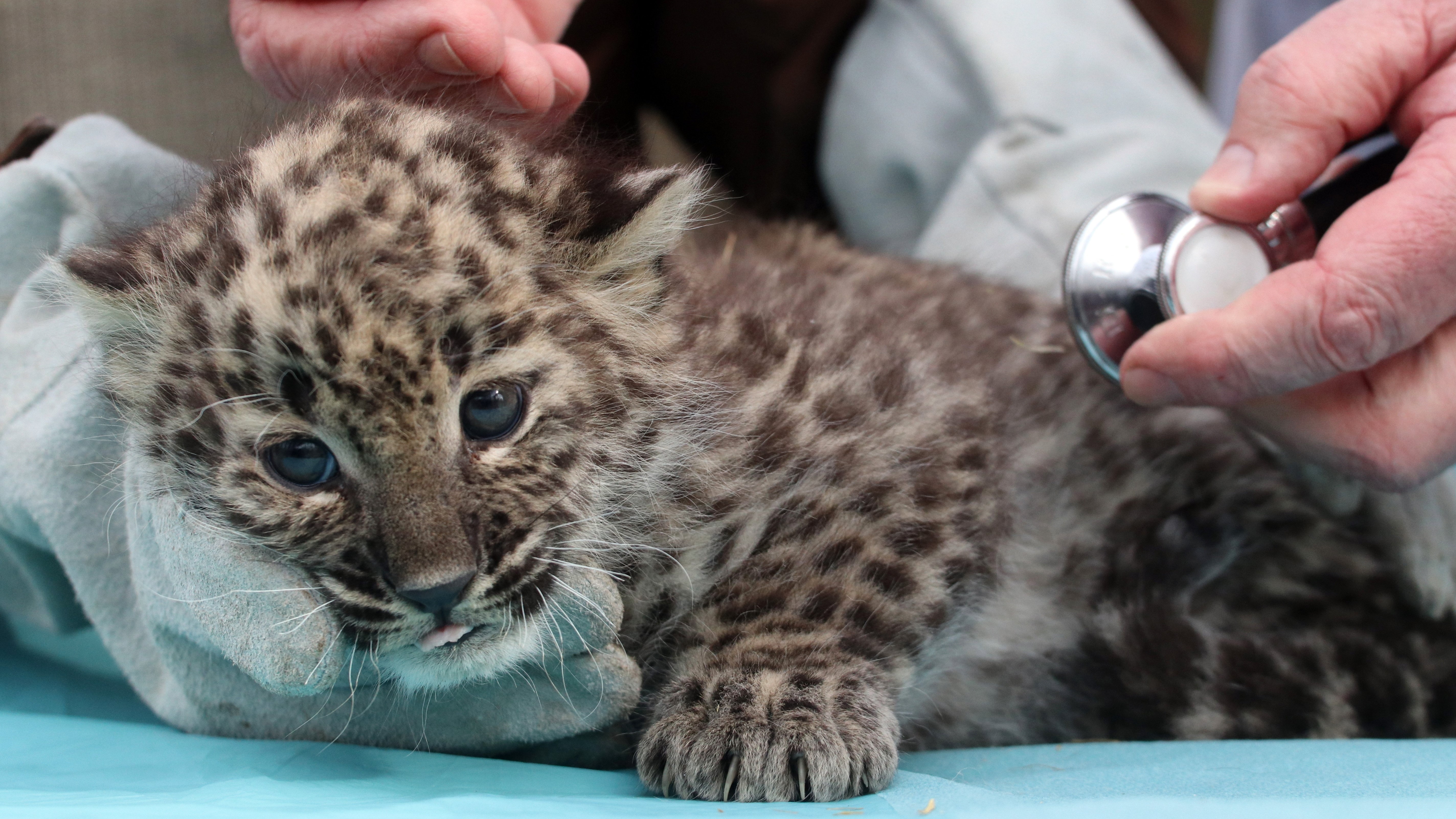 A Miskolci Állatkert január 25-én született hím perzsaleopárd-kölyke első orvosi vizsgálatán