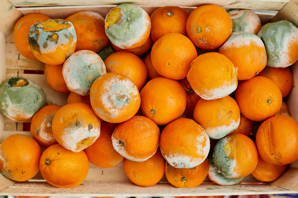 Zöldpenészes mandarinok