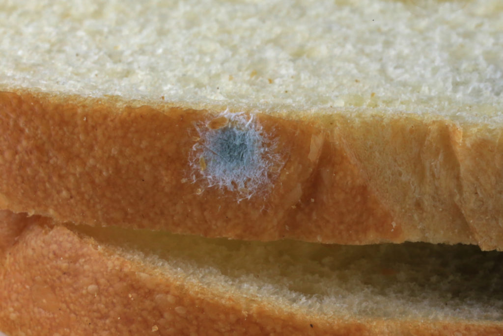 Penészedő kenyérszeletek