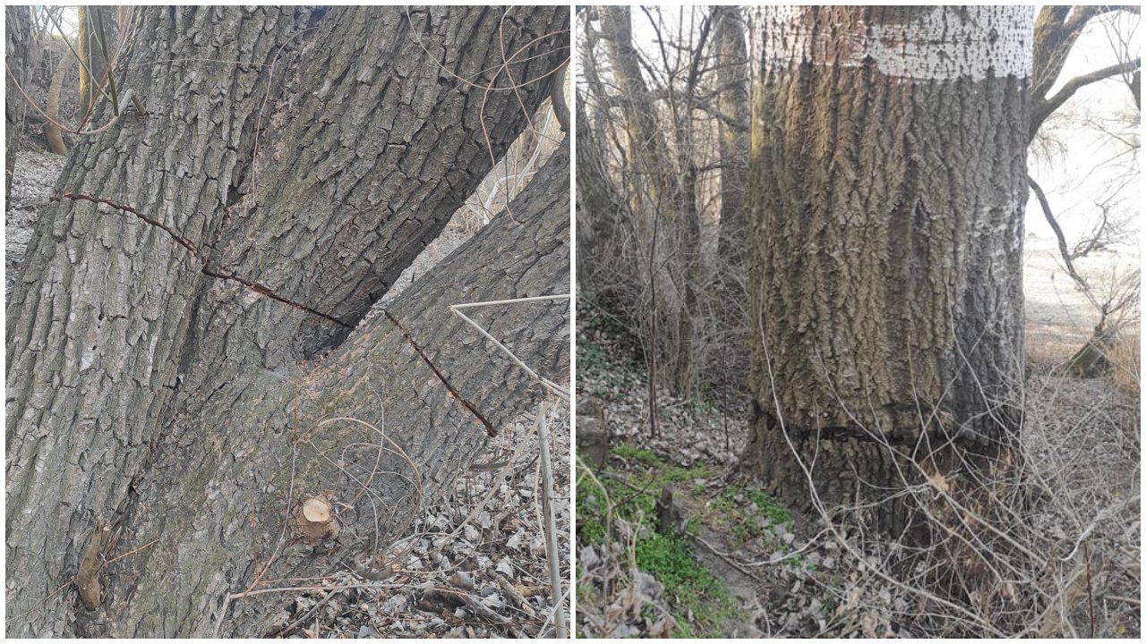 Az átvágott törzsű fák Dunakeszin