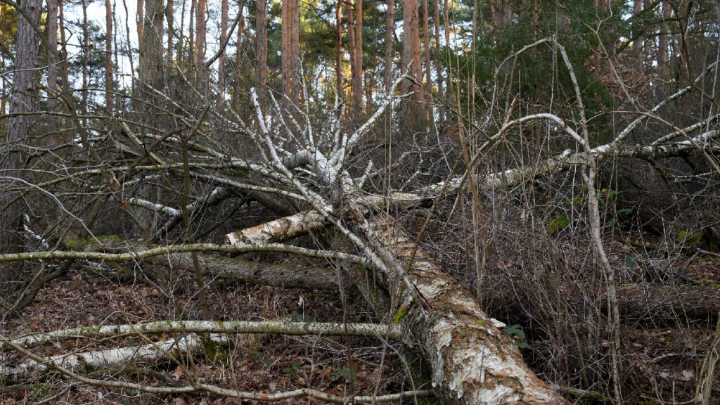 Egy fiatal nőre hatalmas fa zuhant, a NAV pénzügyőrei élesztették újra