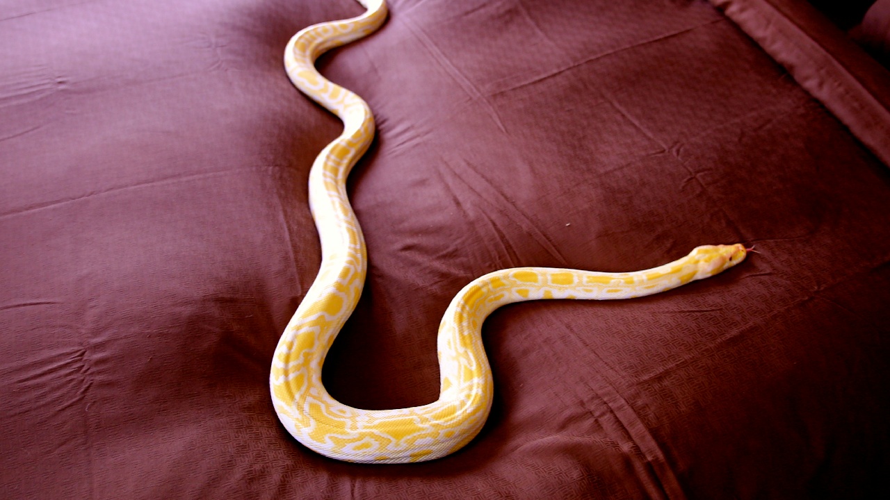 Kígyó az ágyban