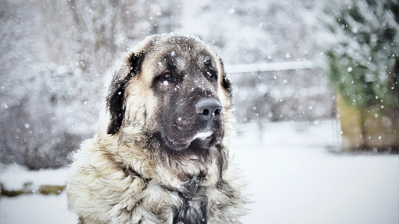 kutya ül a hóban