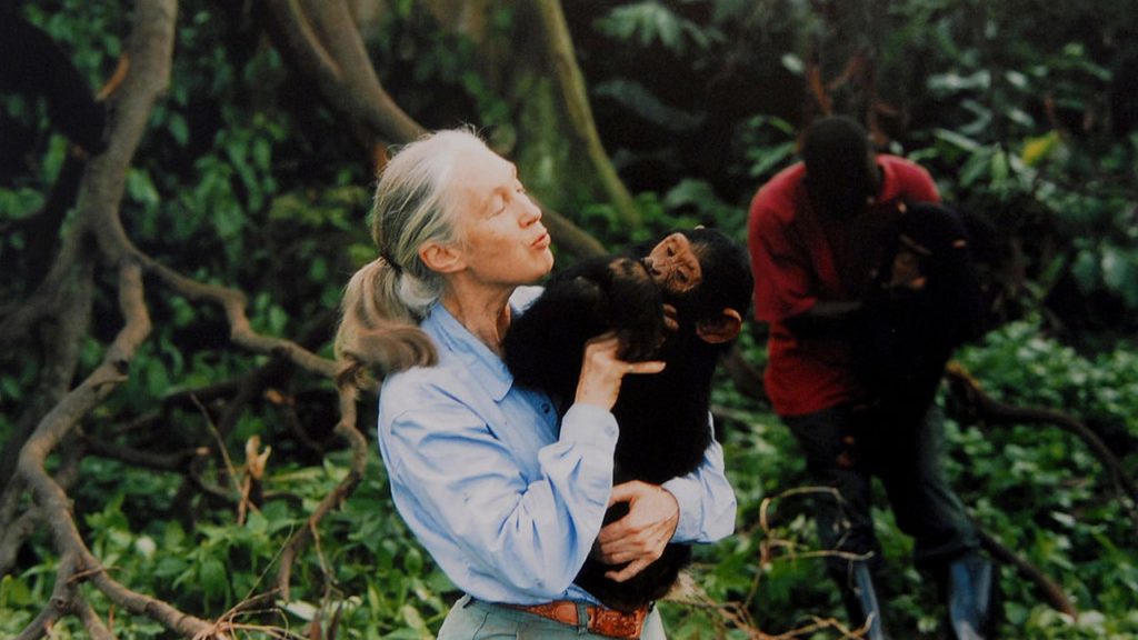 Ismét Magyarországra érkezik Jane Goodall