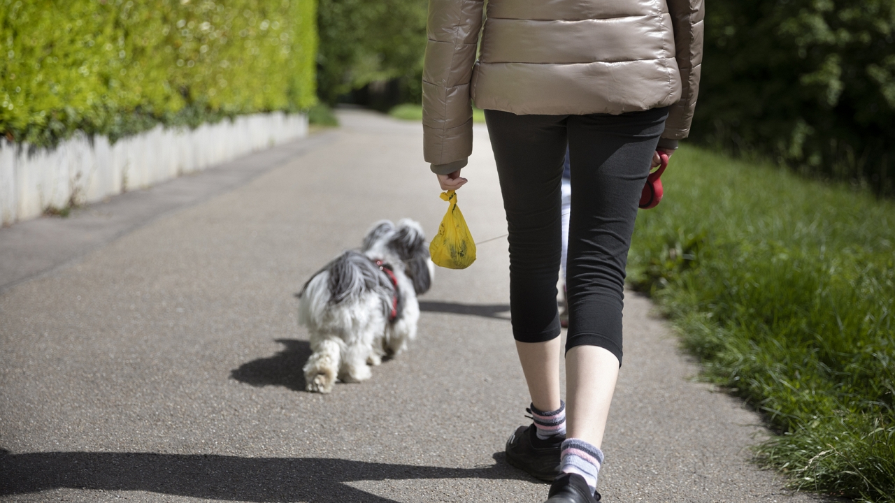 kutyát sétáltató nő kakizacsival a kezében