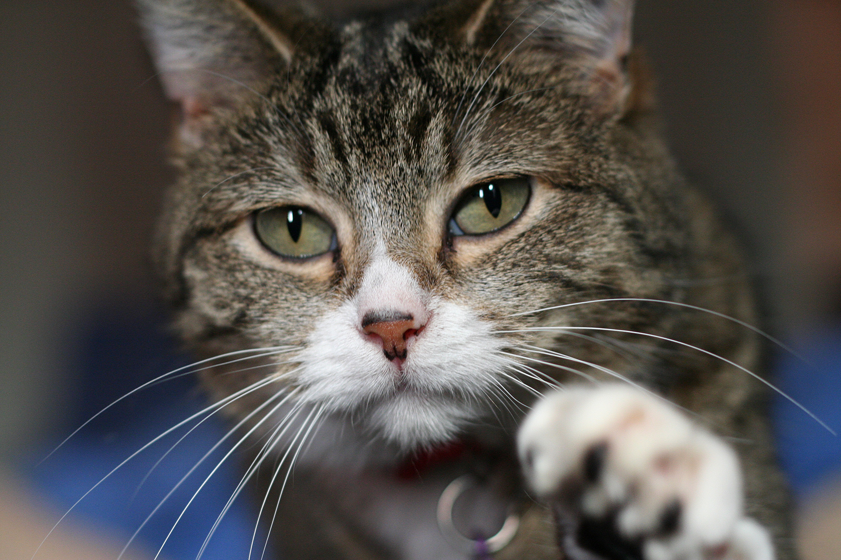 Macska, barátságos arckifejezéssel (fotó: Wikipedia)