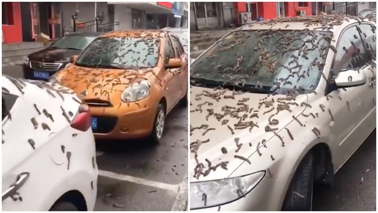 A nyárfa hernyóra emlékezető virágai beborítják az autókat Kínában