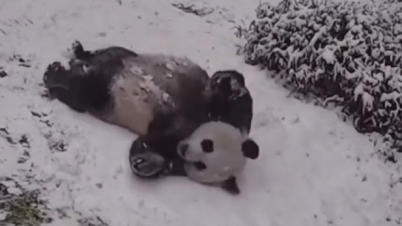 panda hempereg a hóban