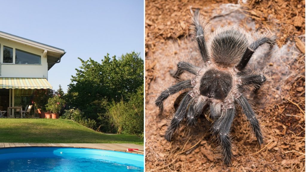 Hatalmas szőrös pókok lubickoltak egy kerti medencében